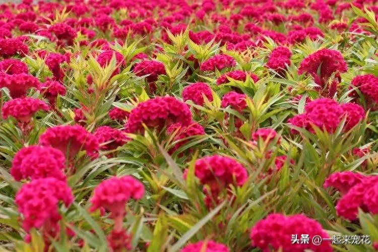 適合新手種植的5種花，皮實好養(yǎng)愛開花，抗病性強值得擁有