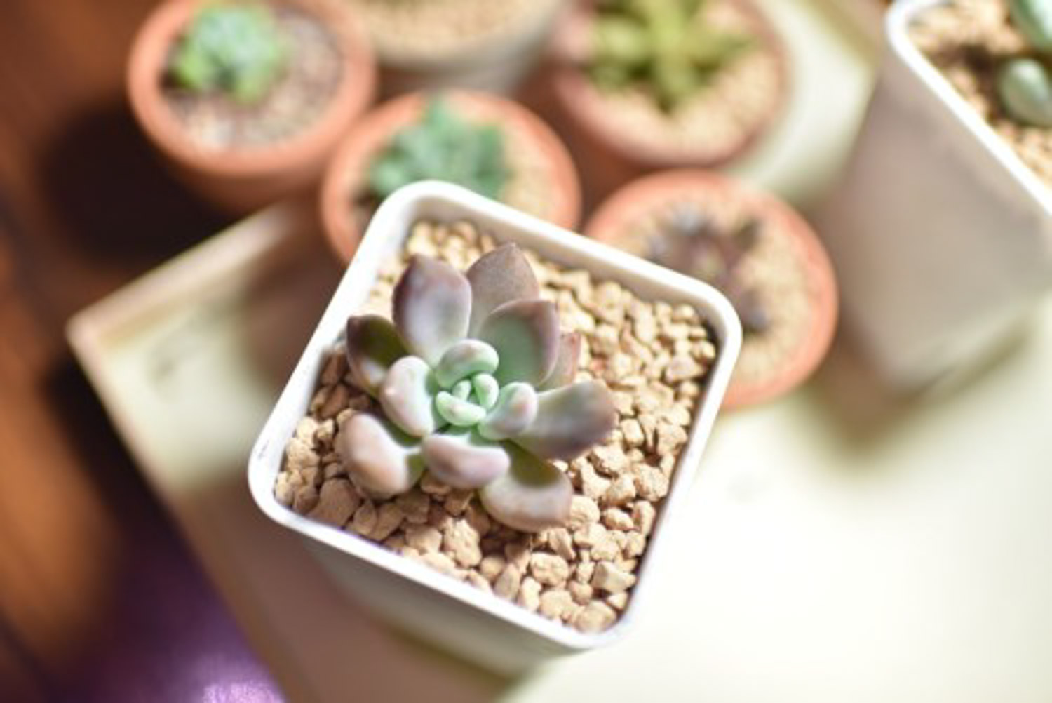 多肉開(kāi)花要把花剪掉嗎_多肉開(kāi)花剪下來(lái)可以種嗎_多肉開(kāi)花剪掉后怎么處理