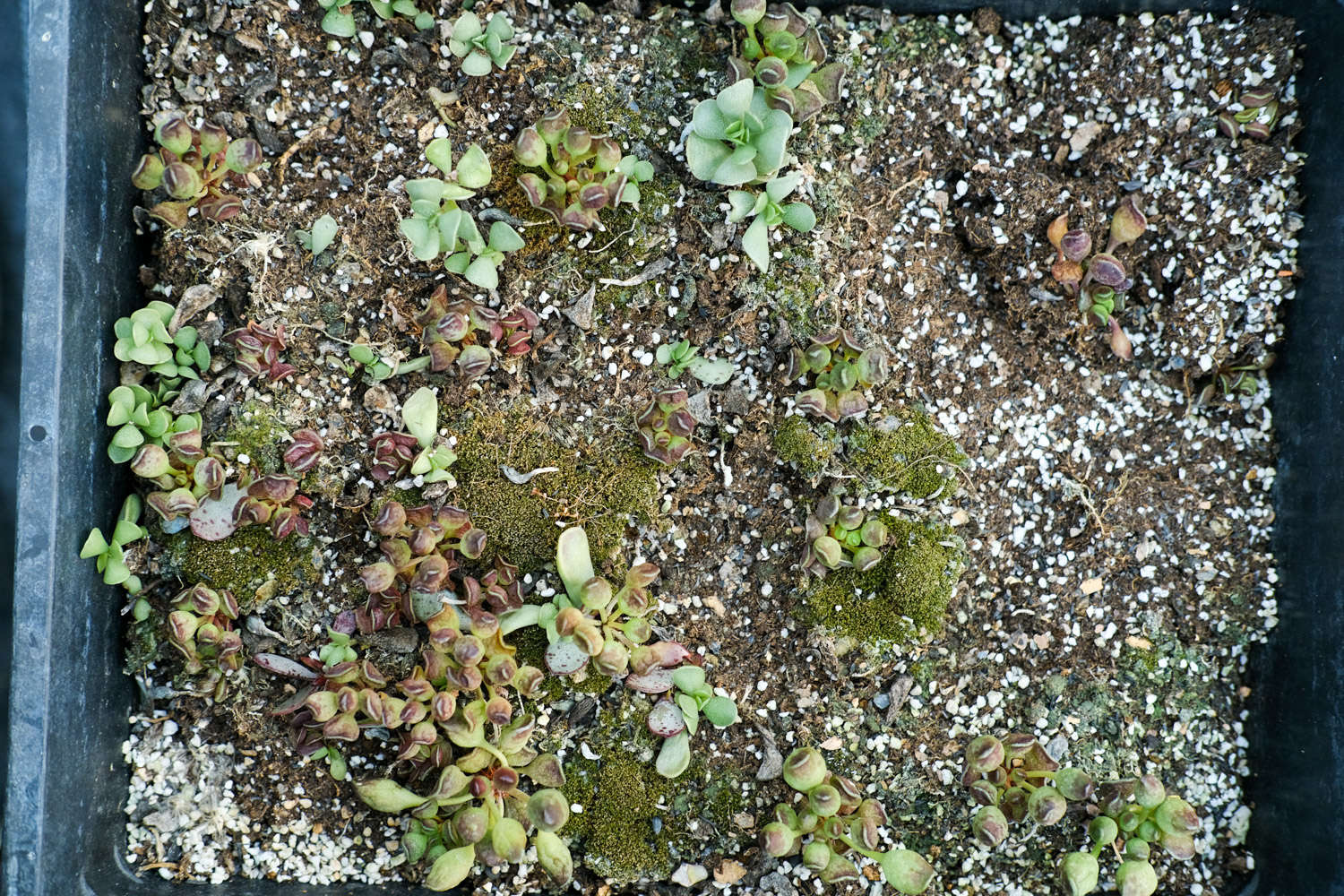 多肉開(kāi)花要把花剪掉嗎_多肉開(kāi)花剪下來(lái)可以種嗎_多肉開(kāi)花剪掉后怎么處理