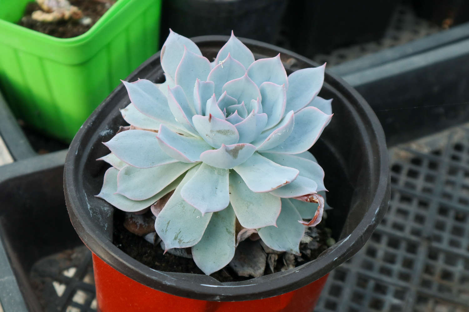 多肉開(kāi)花剪下來(lái)可以種嗎_多肉開(kāi)花剪掉后怎么處理_多肉開(kāi)花要把花剪掉嗎