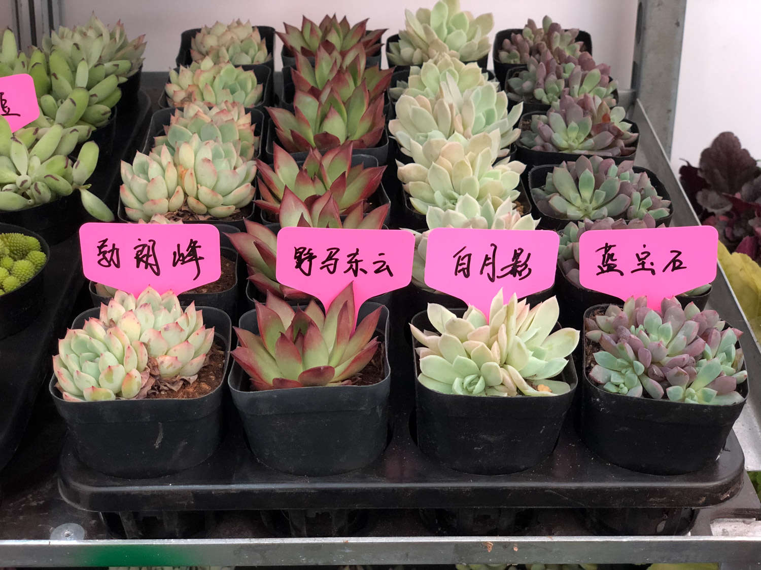 多肉開(kāi)花剪下來(lái)可以種嗎_多肉開(kāi)花要把花剪掉嗎_多肉開(kāi)花剪掉后怎么處理