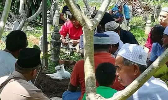 主人去世被埋葬，貓咪難以接受事實(shí)，拼命刨土只為看主人一眼