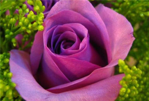 含義鮮花數(shù)量的詞語(yǔ)_鮮花數(shù)量花語(yǔ)是什么_鮮花數(shù)量的含義