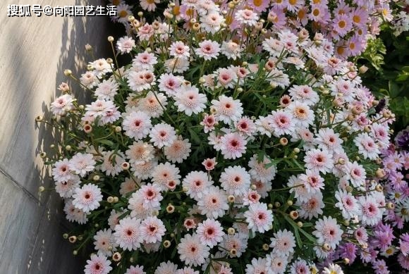 6種小型綠植，凈化“空氣”，適合客廳養(yǎng)護(hù)，一到春天呼呼長(zhǎng)