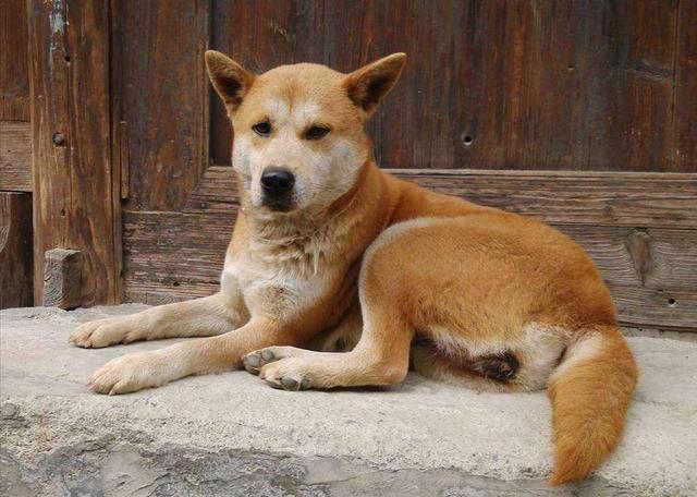 中華田園犬明明很優(yōu)秀，為什么越來(lái)越多的人，瞧不起土狗？