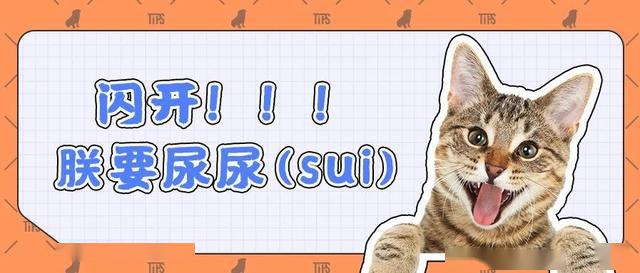 如何徹底祛除貓咪尿騷味？4步教你輕松消滅氣味炸彈