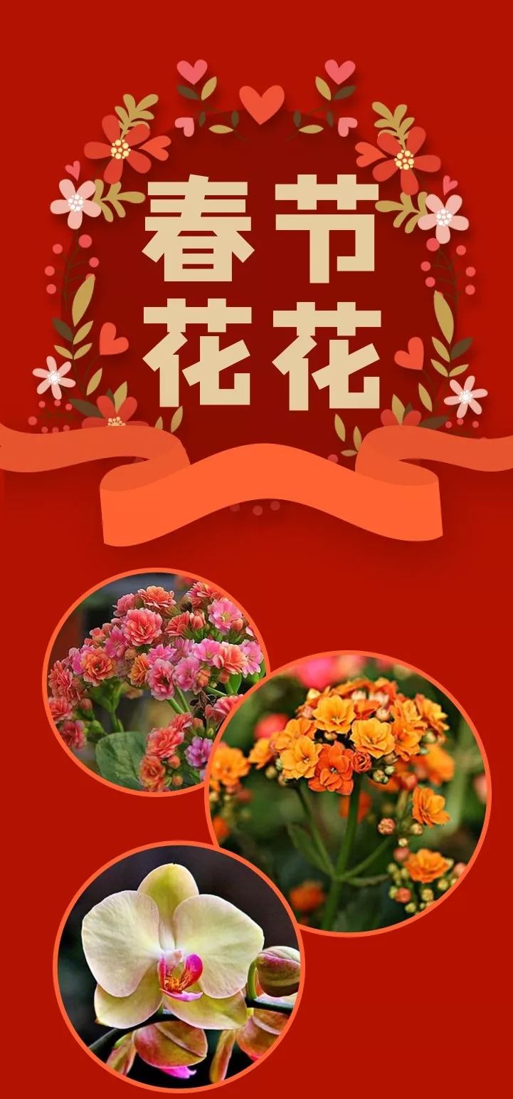 仿真花卉批發(fā)市場地址_花卉批發(fā)中心_花卉基地批發(fā)在哪里