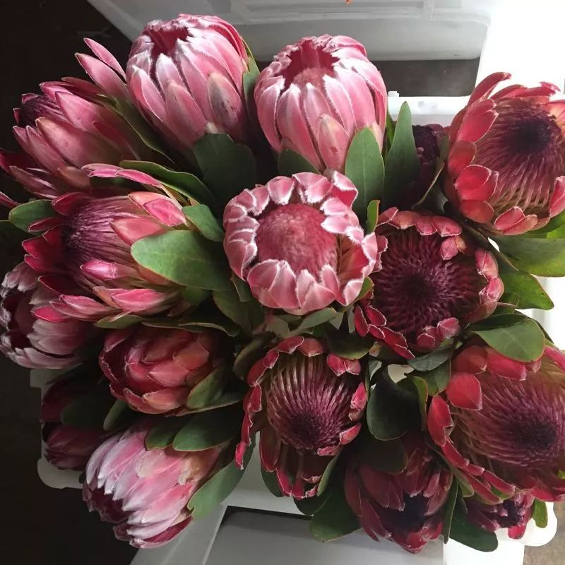 花卉基地批發(fā)在哪里_花卉批發(fā)中心_仿真花卉批發(fā)市場地址