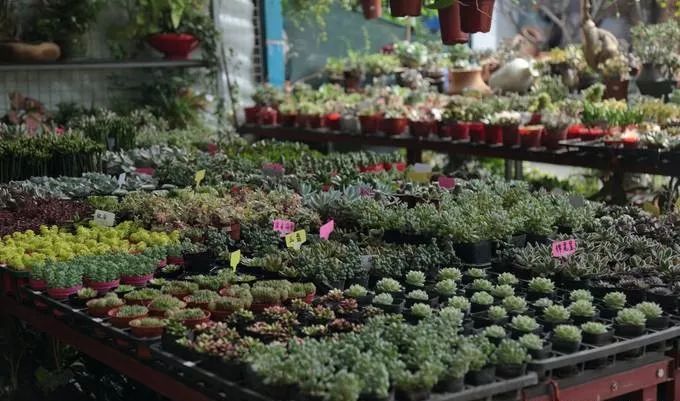 花卉基地批發(fā)在哪里_仿真花卉批發(fā)市場地址_花卉批發(fā)中心
