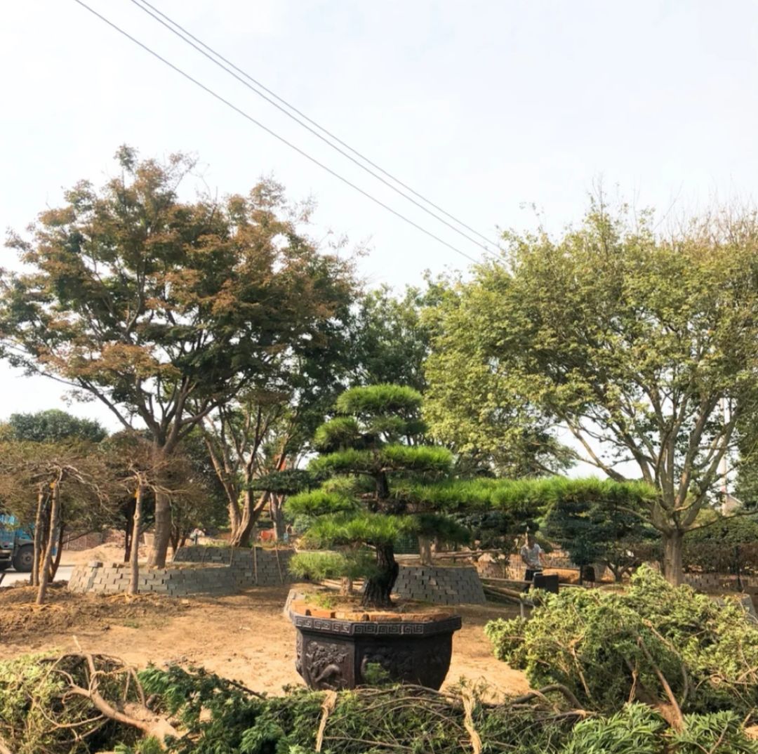 仿真花卉批發(fā)市場地址_花卉基地批發(fā)在哪里_花卉批發(fā)中心