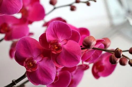 花卉基地批發(fā)在哪里_花卉批發(fā)中心_仿真花卉批發(fā)市場地址