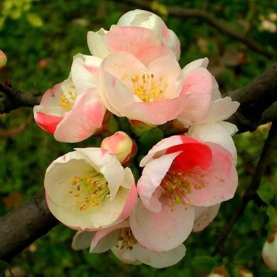花卉基地批發(fā)在哪里_花卉批發(fā)中心_仿真花卉批發(fā)市場地址