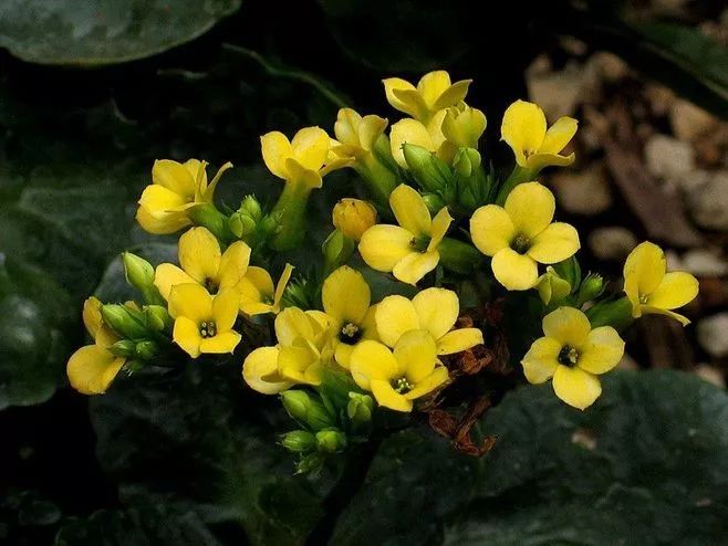 花卉批發(fā)中心_花卉基地批發(fā)在哪里_仿真花卉批發(fā)市場地址