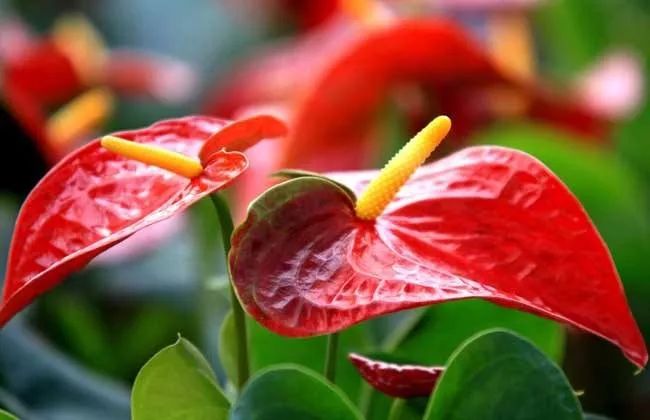 仿真花卉批發(fā)市場地址_花卉基地批發(fā)在哪里_花卉批發(fā)中心