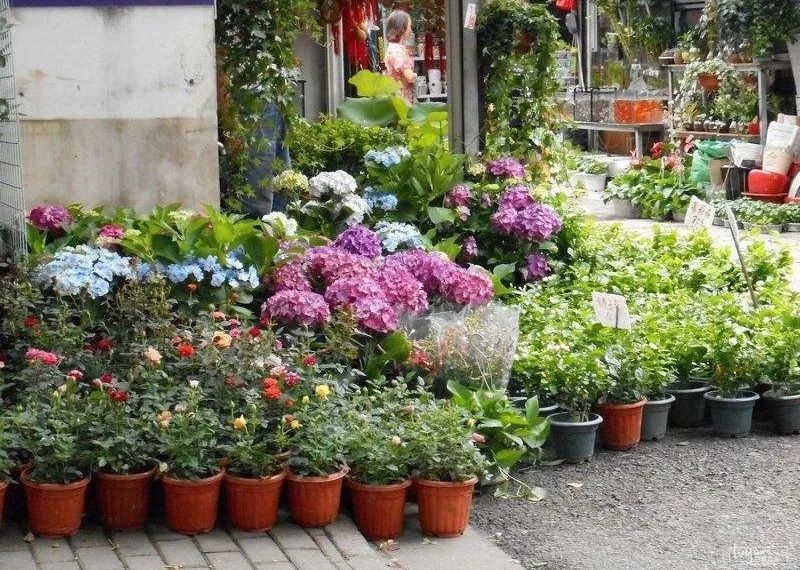 花卉基地批發(fā)在哪里_花卉批發(fā)中心_仿真花卉批發(fā)市場地址
