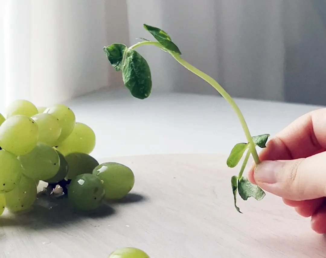 可以吃的浪漫花束_花束浪漫文案_花束浪漫夢幻圖片