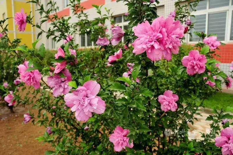 18種開花超好看的室內(nèi)盆栽，花期長而且很好養(yǎng)護(hù)，你家有哪幾種？