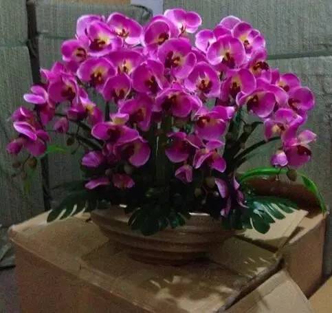 室內(nèi)冬天開花_冬季開花的室內(nèi)花卉有哪些_花卉開花冬季室內(nèi)有什么好處