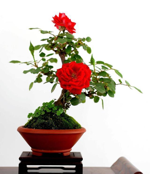 一年四季都開花的八大名花，常年花開不斷