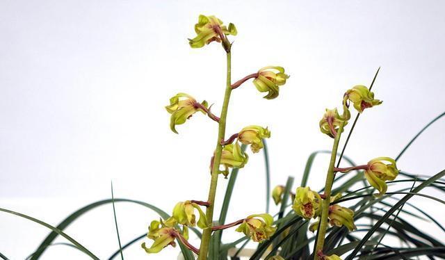 四季開(kāi)的花有_一年四季開(kāi)花的花卉有哪些_花期四季開(kāi)花的