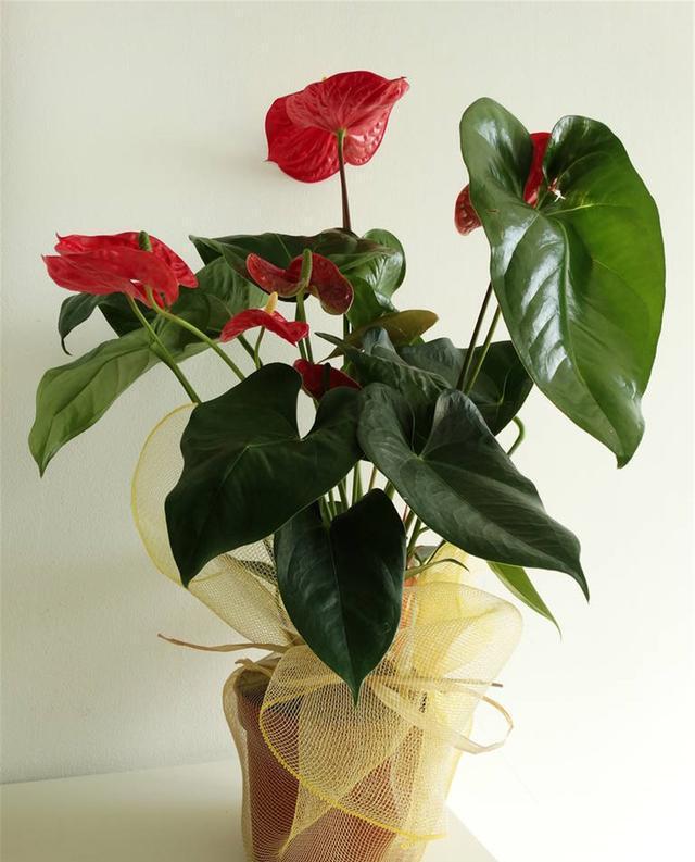 一年四季開(kāi)花的花卉有哪些_花期四季開(kāi)花的_四季開(kāi)的花有