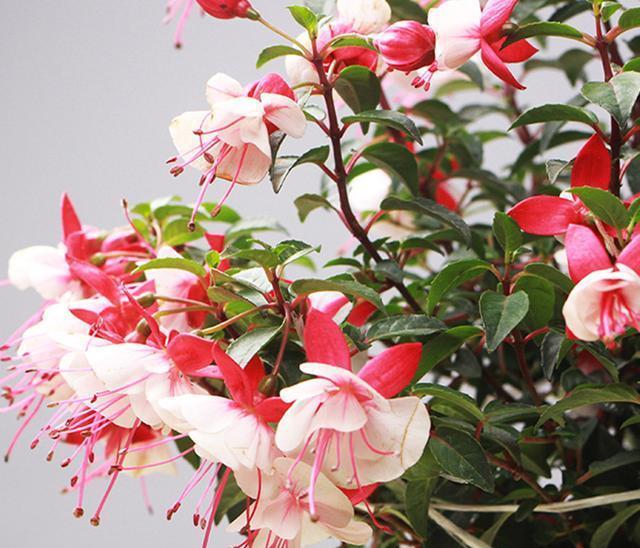 四季開(kāi)的花有_花期四季開(kāi)花的_一年四季開(kāi)花的花卉有哪些
