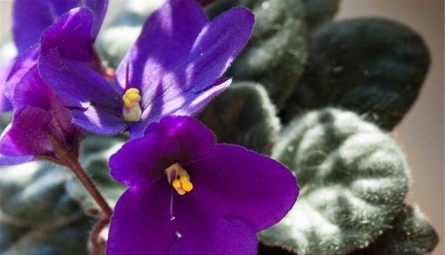 一年四季開(kāi)花的花卉有哪些_花期四季開(kāi)花的_四季開(kāi)的花有