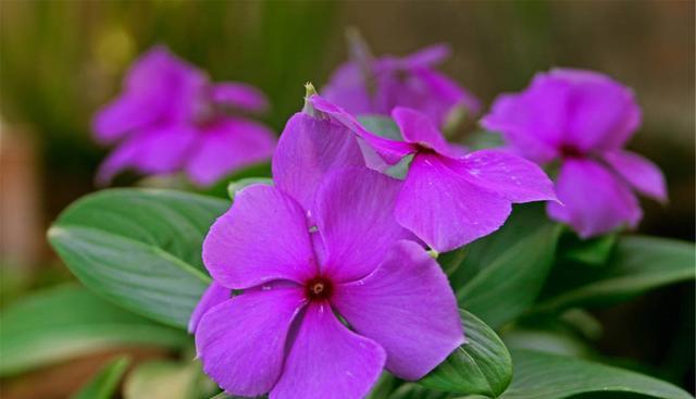 一年四季開(kāi)花的花卉有哪些_四季開(kāi)的花有_花期四季開(kāi)花的