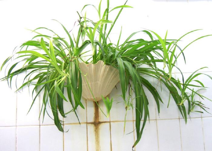 適合家養(yǎng)的這幾種綠色植物，既美觀又可凈化空氣，建議收藏哦！