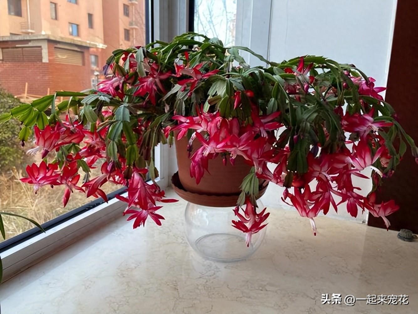 適合室內(nèi)種植的5種花，每一種都是顏值擔(dān)當(dāng)，好養(yǎng)好看空氣更清新
