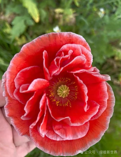 <strong>10月后建議養(yǎng)哪些花？適合秋季播種持續(xù)開花的四種花卉</strong>