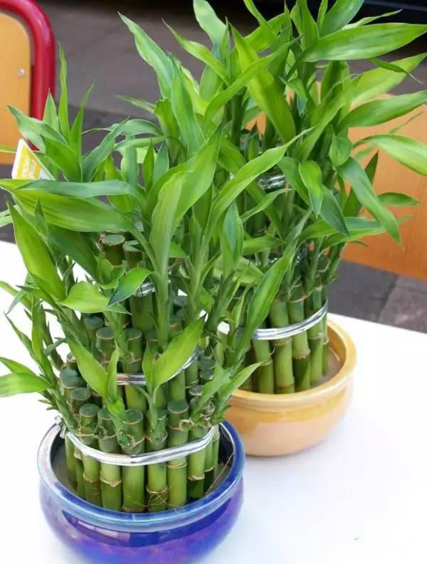 19種簡(jiǎn)單易養(yǎng)的室內(nèi)植物，生長(zhǎng)很是輕松