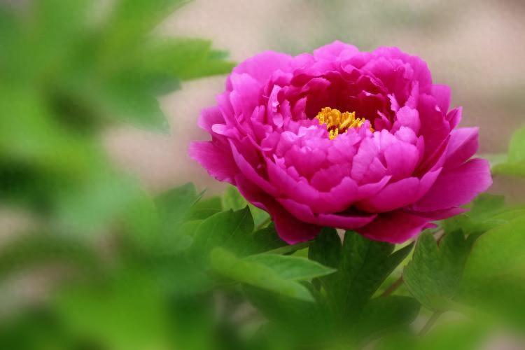 家中有這三種花，鎮(zhèn)宅旺家，看看你家養(yǎng)了哪一種？