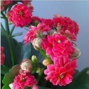 12種在零下依然凍不死又容易開花的植物，給冬天增彩！