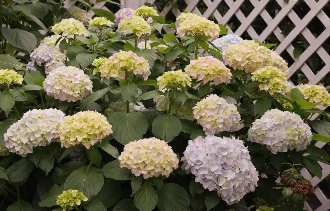 家里采光差不能養(yǎng)花？別擔(dān)心，還有四種解決辦法