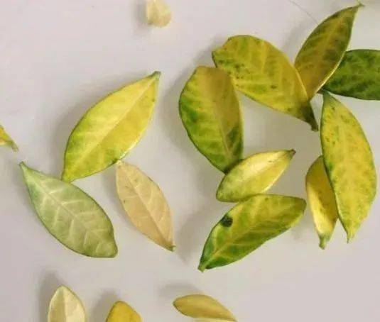 家里養(yǎng)花有風水講究_家里養(yǎng)花有什么說法_家里養(yǎng)花有什么講究
