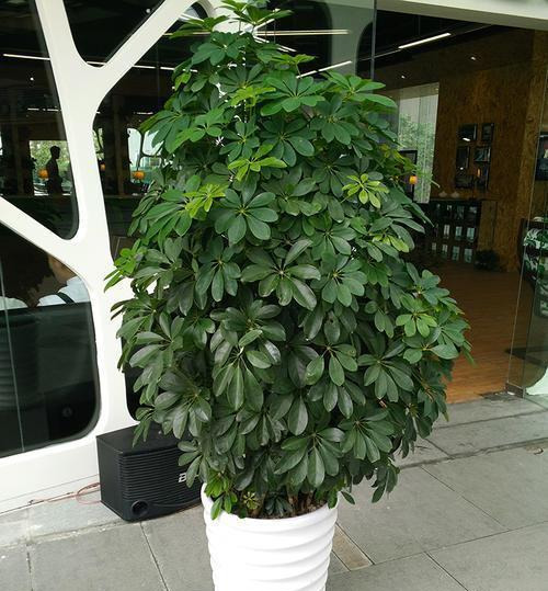 養(yǎng)這4盆花，在家吸煙也不怕，二手煙吸光光，空氣清新，一家健康