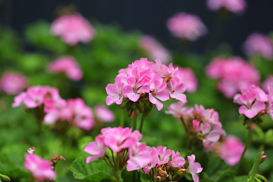 秋天種什么花？4種花很適合，好養(yǎng)易活，花期長開花多