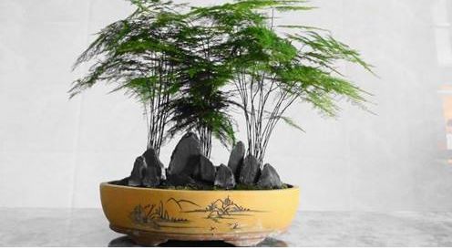 這兩種綠植簡(jiǎn)單好養(yǎng)又能旺運(yùn)！家居好伙伴！