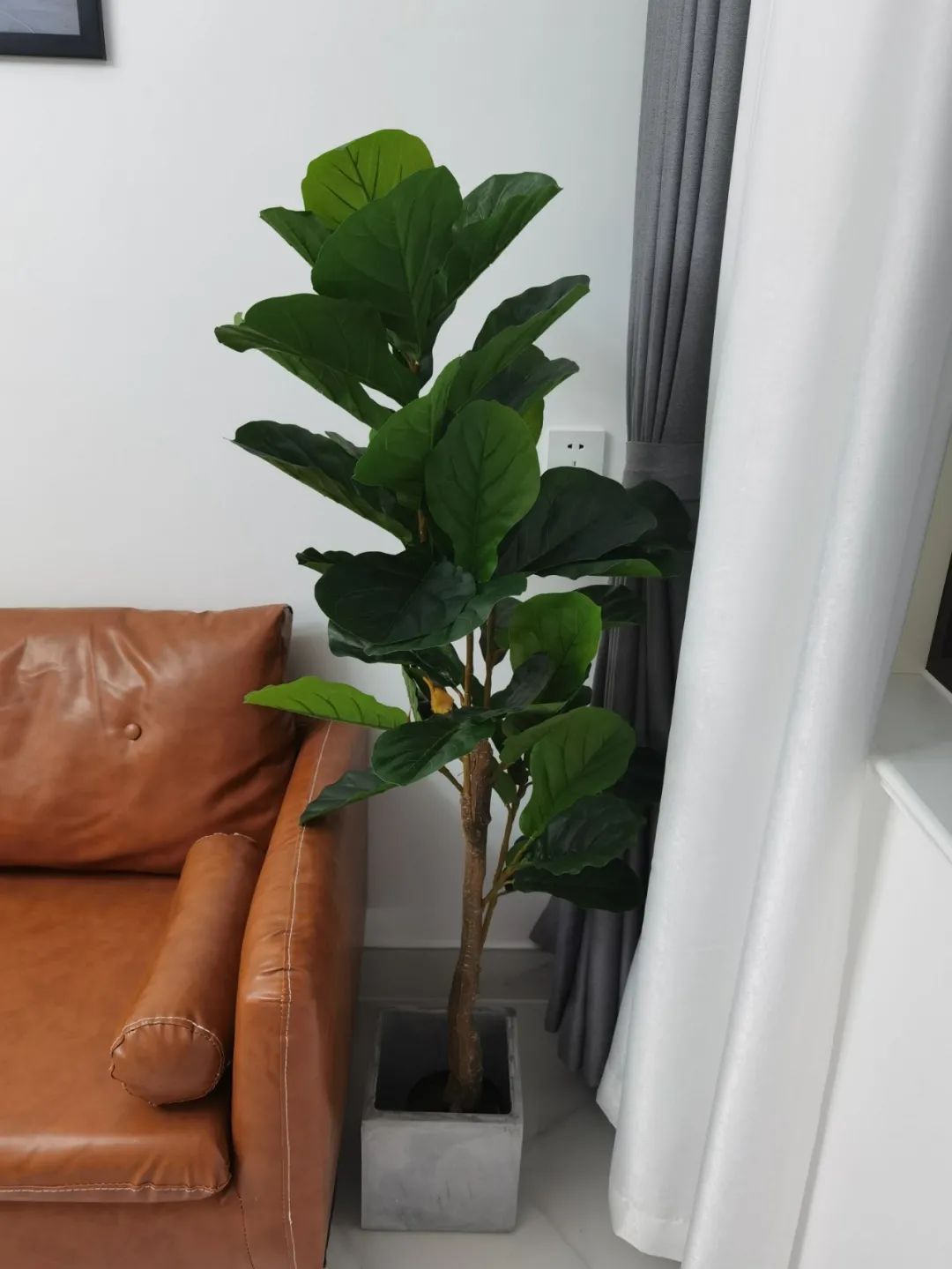 <strong>哪些可以提升空間質(zhì)感的綠植？這10種綠植擺在家里，空間很有氣質(zhì)</strong>