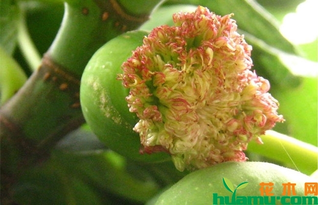 無花果開花嗎？無花果的花長什么樣子?