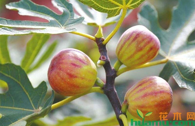 地里開(kāi)花_地開(kāi)花的圖片_地開(kāi)花長(zhǎng)什么樣