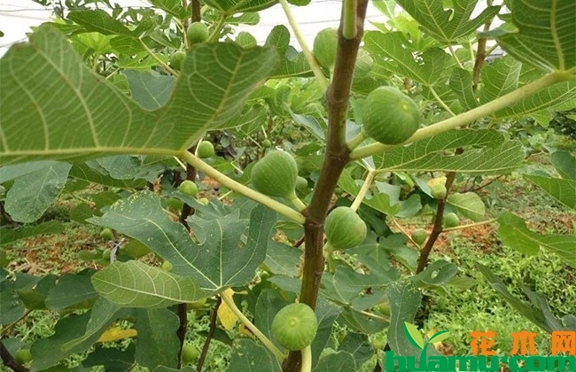 地開(kāi)花的圖片_地里開(kāi)花_地開(kāi)花長(zhǎng)什么樣