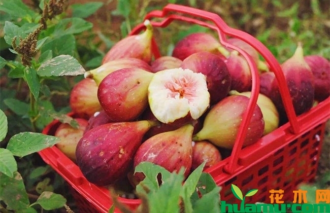 地里開(kāi)花_地開(kāi)花長(zhǎng)什么樣_地開(kāi)花的圖片