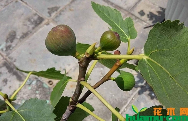 地開(kāi)花的圖片_地開(kāi)花長(zhǎng)什么樣_地里開(kāi)花