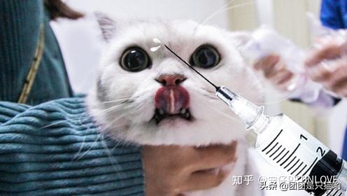 驅(qū)蟲(chóng)貓咪多久一次_貓咪驅(qū)蟲(chóng)多久一次_貓咪驅(qū)蟲(chóng)藥便宜又好用