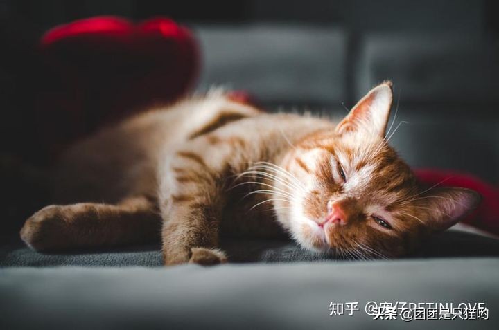貓咪驅(qū)蟲(chóng)多久一次_驅(qū)蟲(chóng)貓咪多久一次_貓咪驅(qū)蟲(chóng)藥便宜又好用