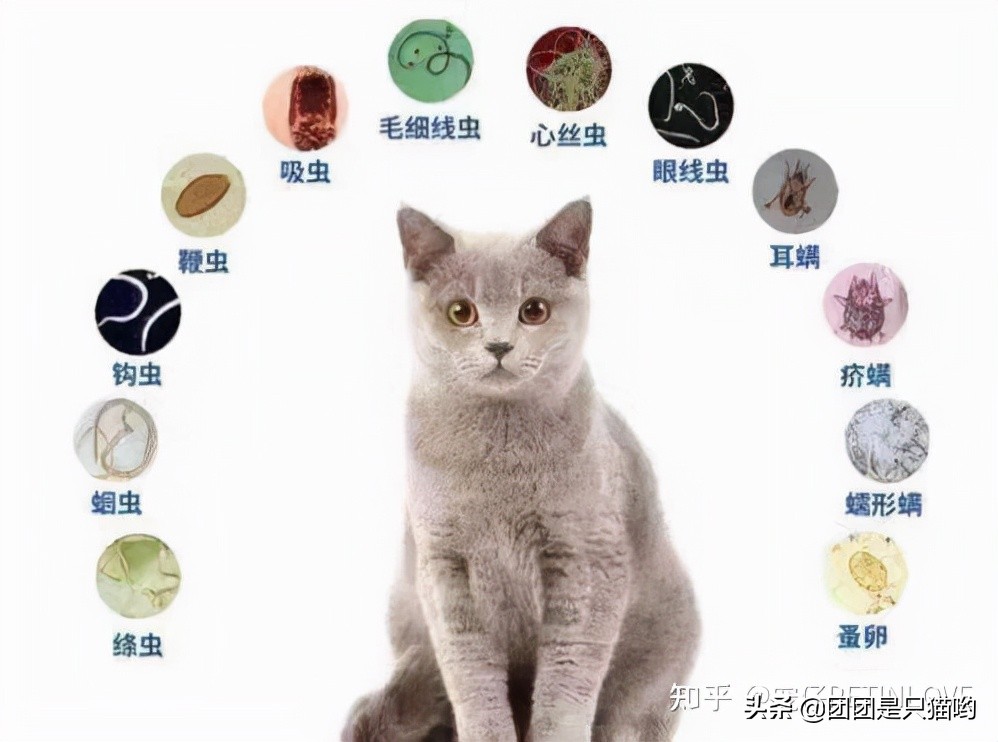 貓咪驅(qū)蟲(chóng)多久一次_驅(qū)蟲(chóng)貓咪多久一次_貓咪驅(qū)蟲(chóng)藥便宜又好用