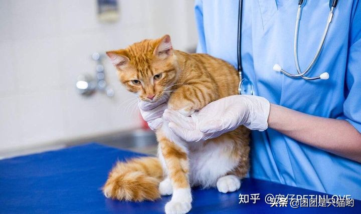 貓咪驅(qū)蟲(chóng)藥便宜又好用_驅(qū)蟲(chóng)貓咪多久一次_貓咪驅(qū)蟲(chóng)多久一次