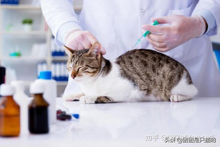 貓咪驅(qū)蟲(chóng)多久一次_貓咪驅(qū)蟲(chóng)藥便宜又好用_驅(qū)蟲(chóng)貓咪多久一次
